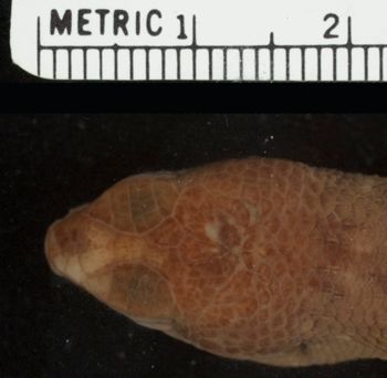 Media type: image;   Herpetology R-44167